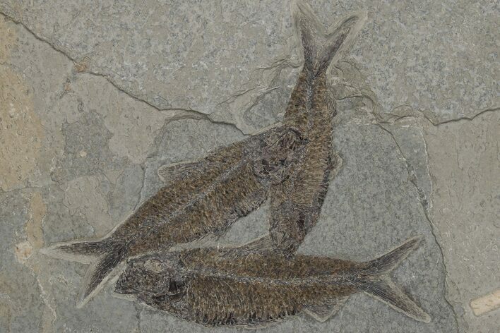 Multiple Fossil Fish (Knightia) Plate - Wyoming #211239